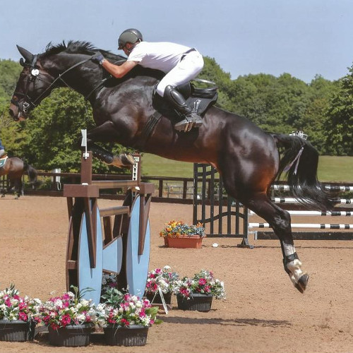 i Handsome ‐ purchased as a 3yr old, sold in 2021 jumping world ranking classes, now jumping 160cm internationally.